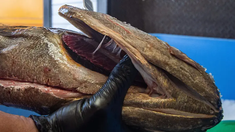 Cómo identificar pescado fresco